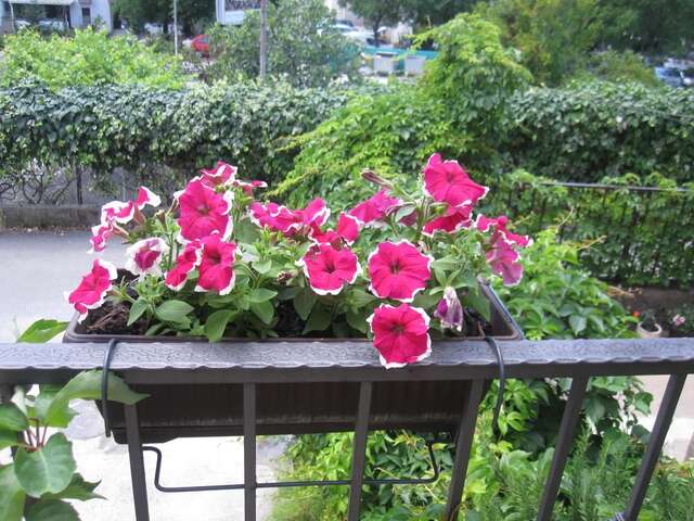 Апартаменты Apartments City Center Тиват-13