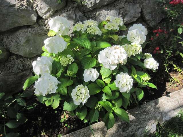 Апартаменты Apartments City Center Тиват-19