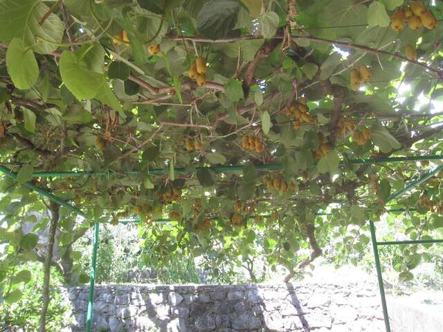 Апартаменты Apartments City Center Тиват-27